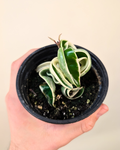 Hoya Compacta Variegata