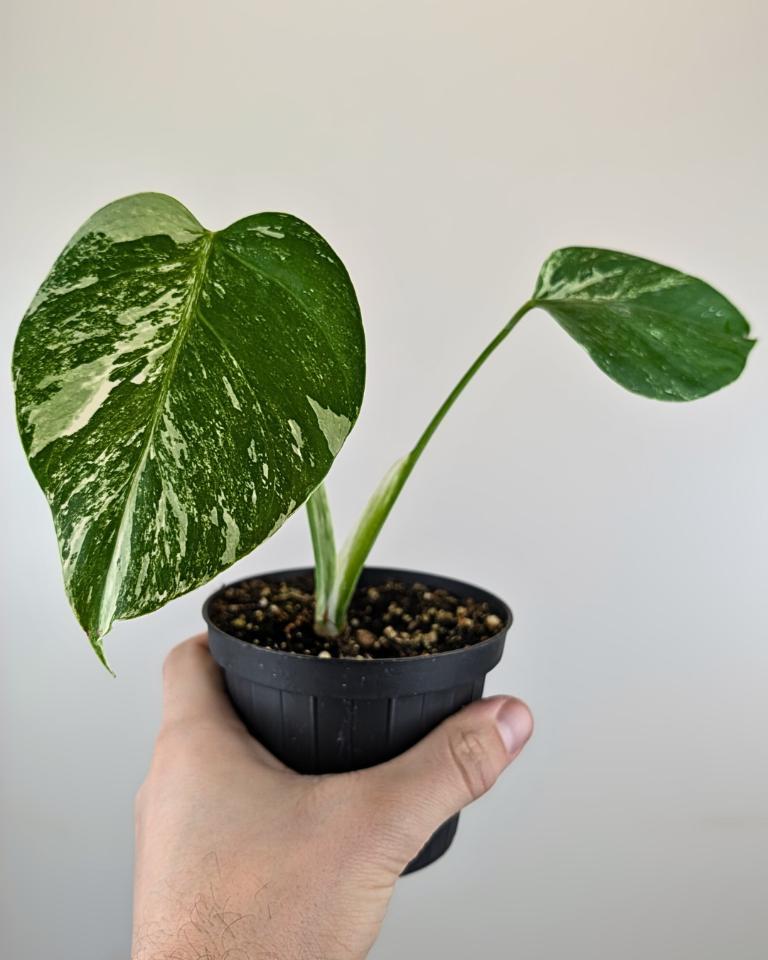 Monstera Borsigiana Albo