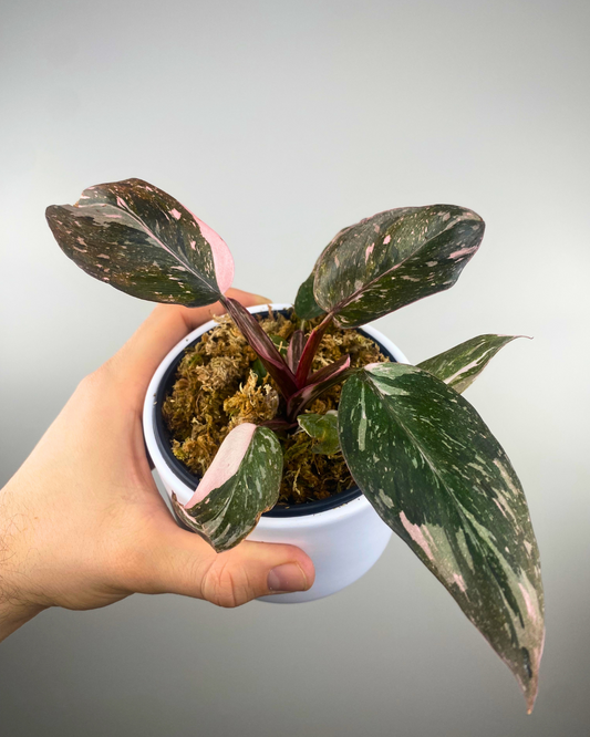 Philodendron Pink Princess 'Marble King'