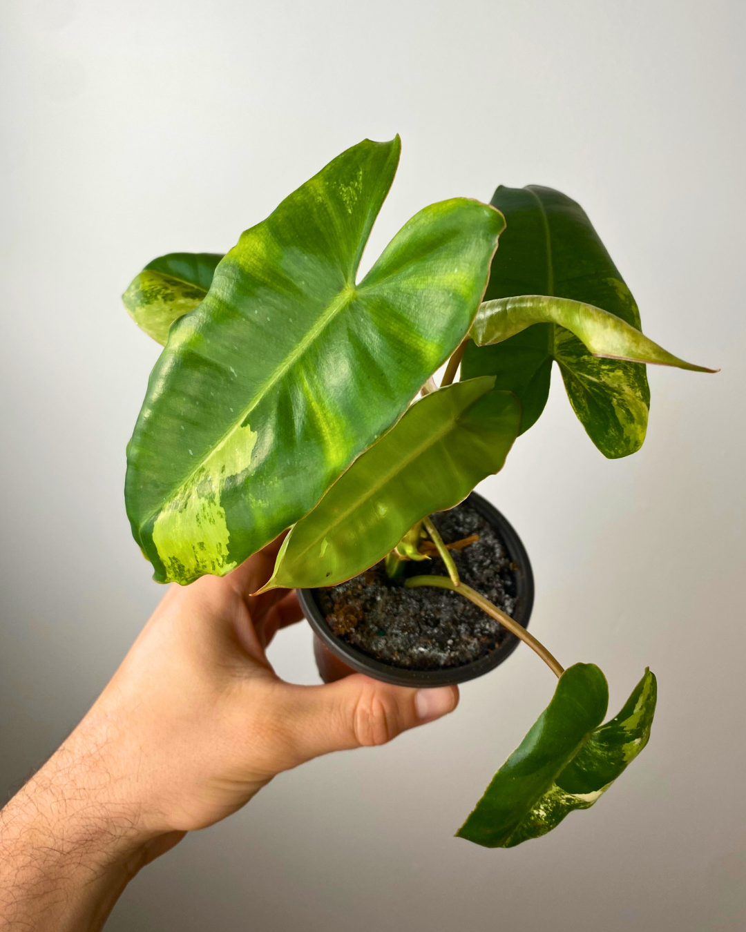 Philodendron Burle Marx Variegata