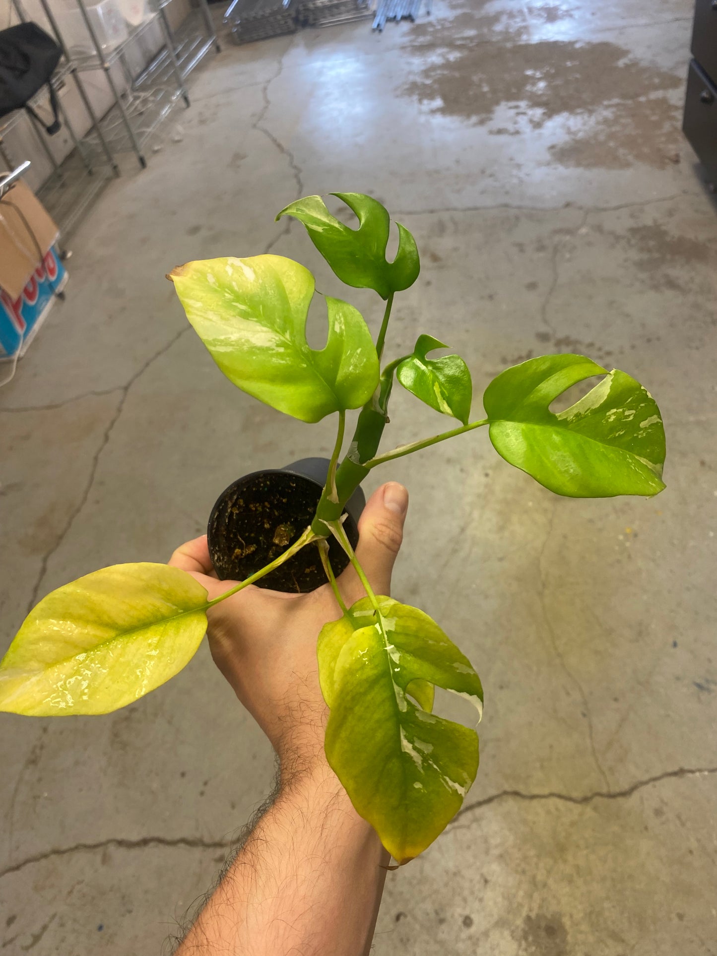 Rhaphidophora Tetrasperma Variegata