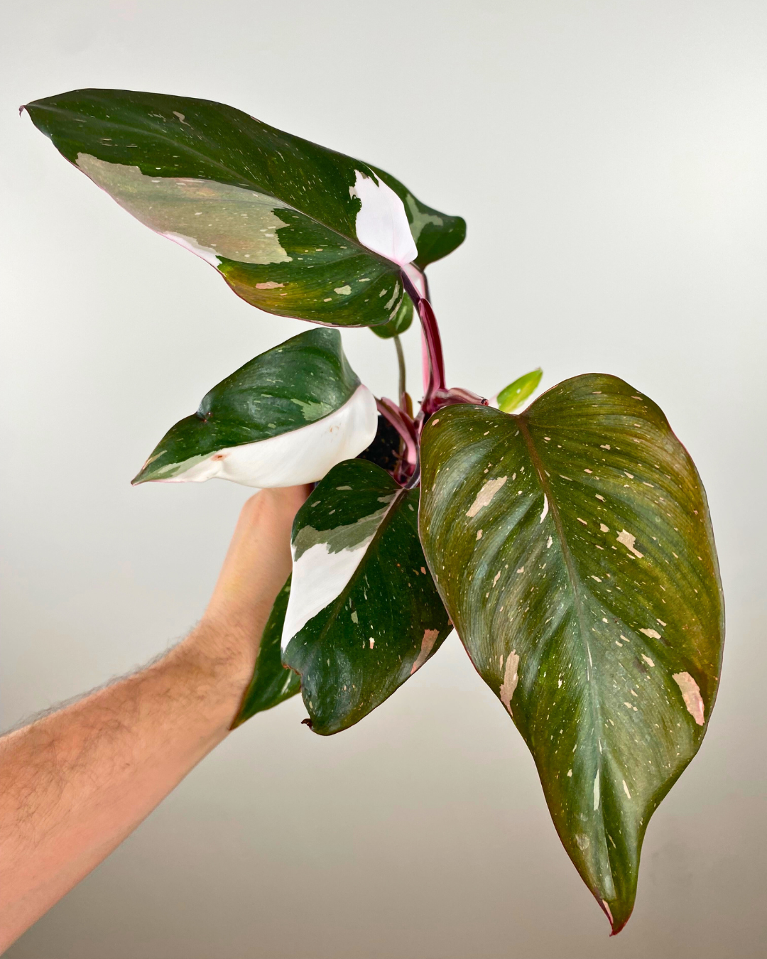 Philodendron Red Anderson – Aurea Plants