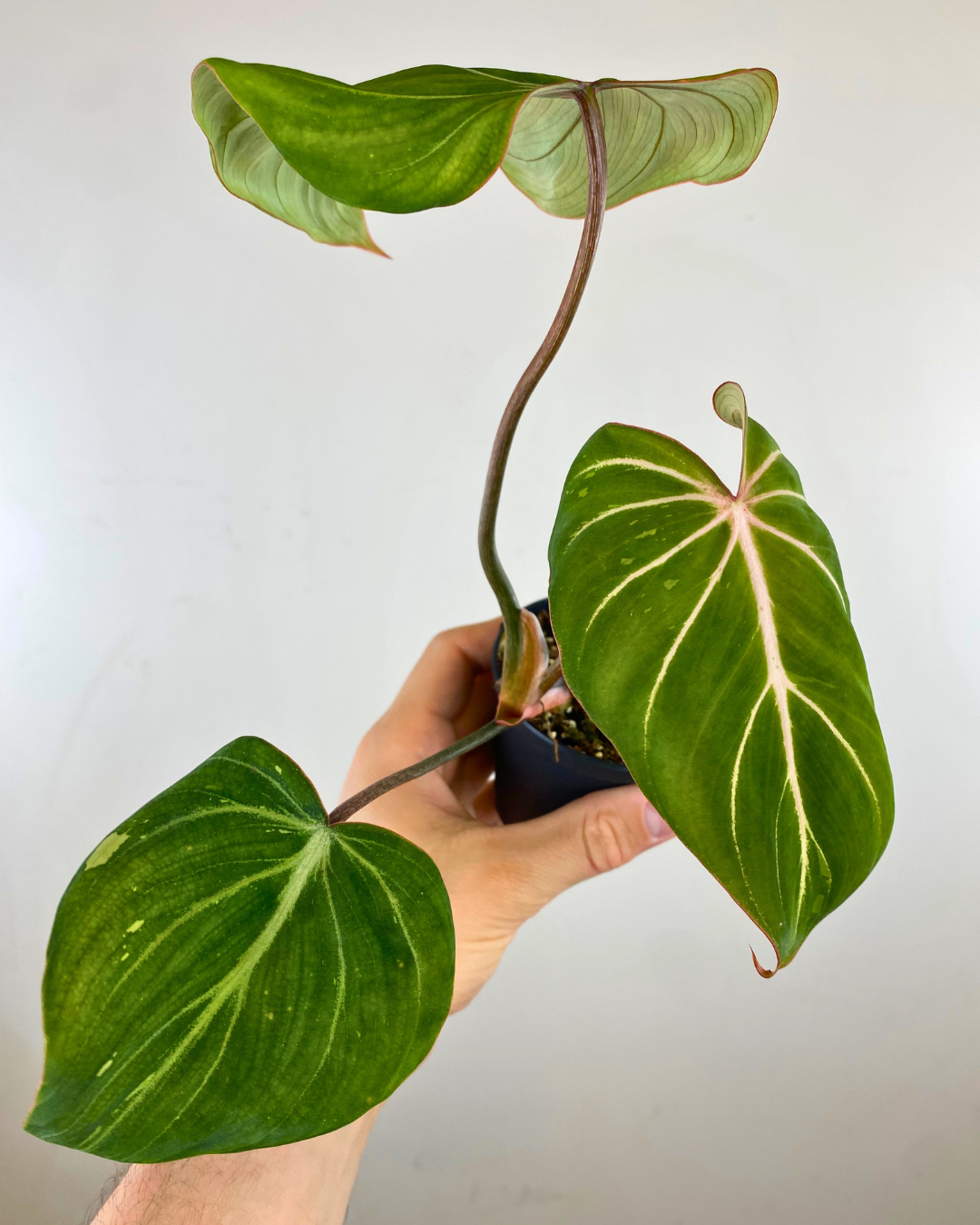 Philodendron Gloriosum Variegata