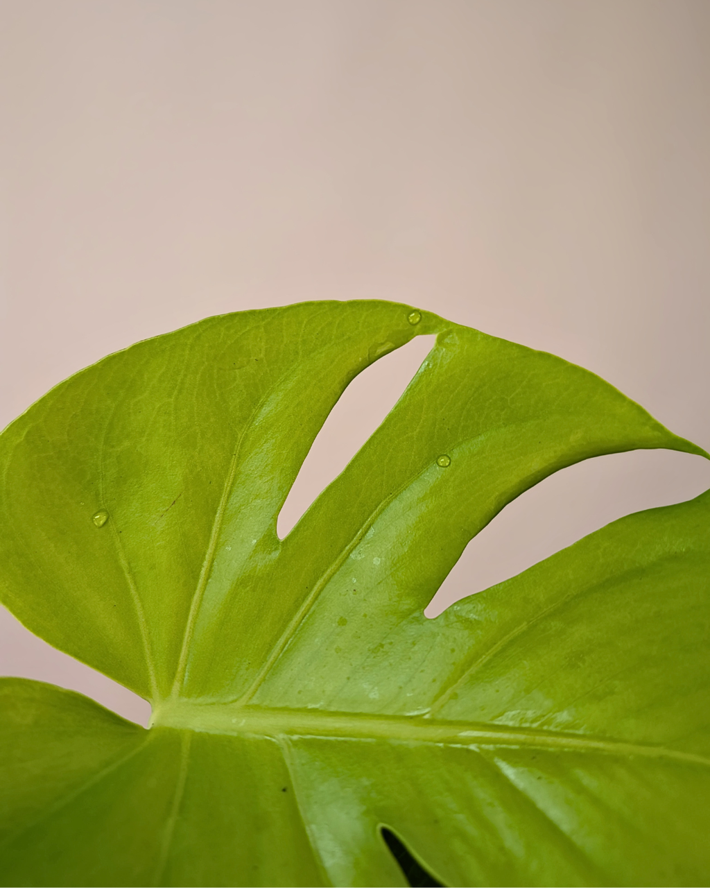 Monstera 'Super Golden'