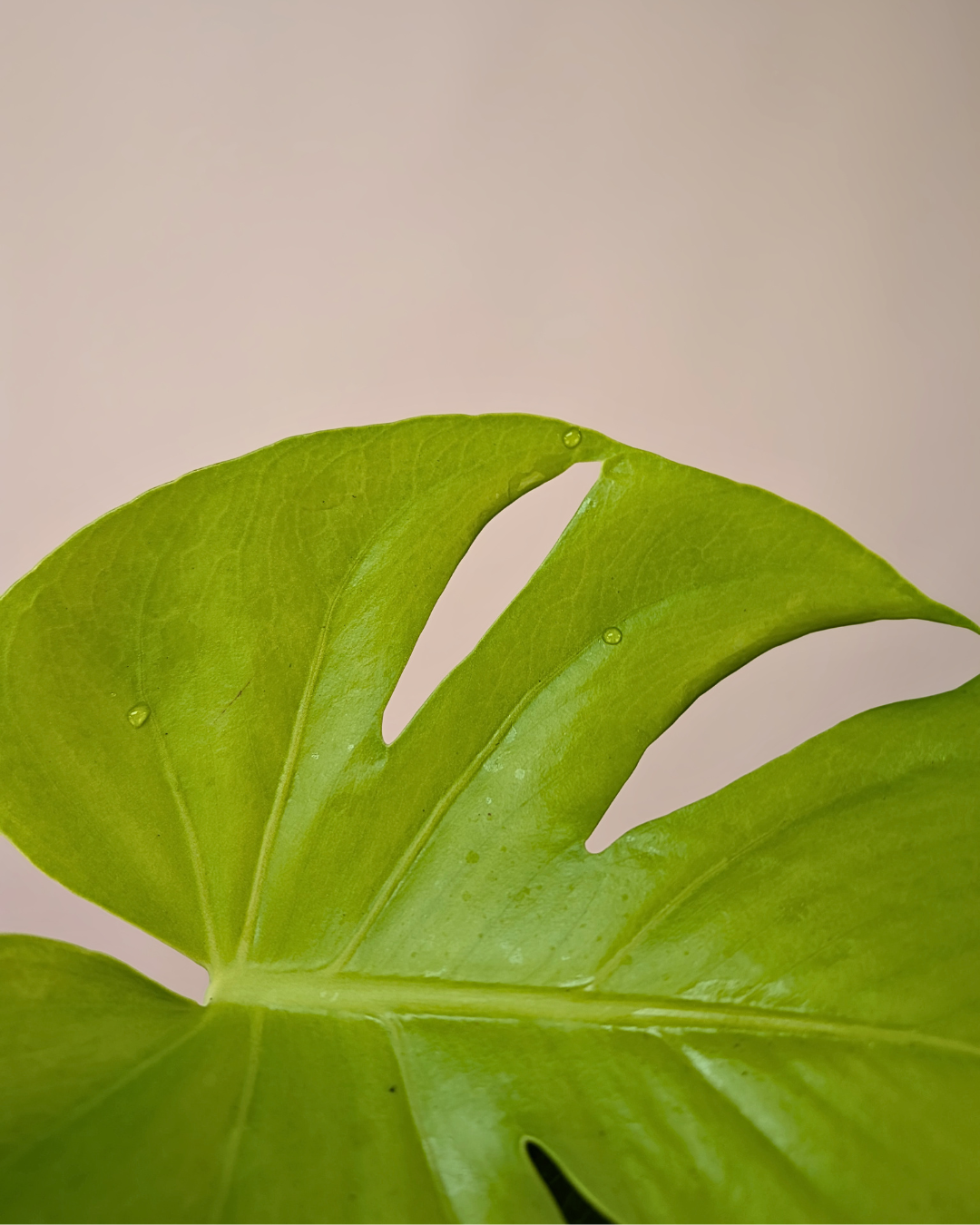 Monstera 'Super Golden'