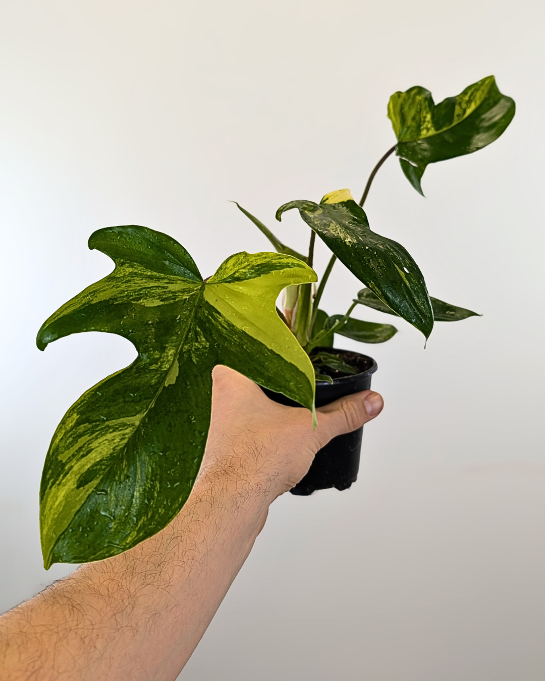 Philodendron Florida Beauty