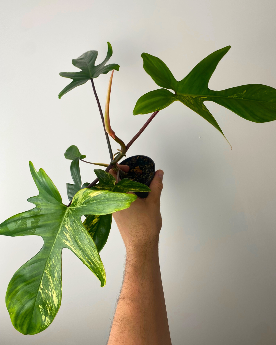 Philodendron Florida Beauty