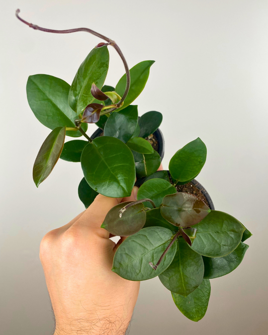 Hoya Australis