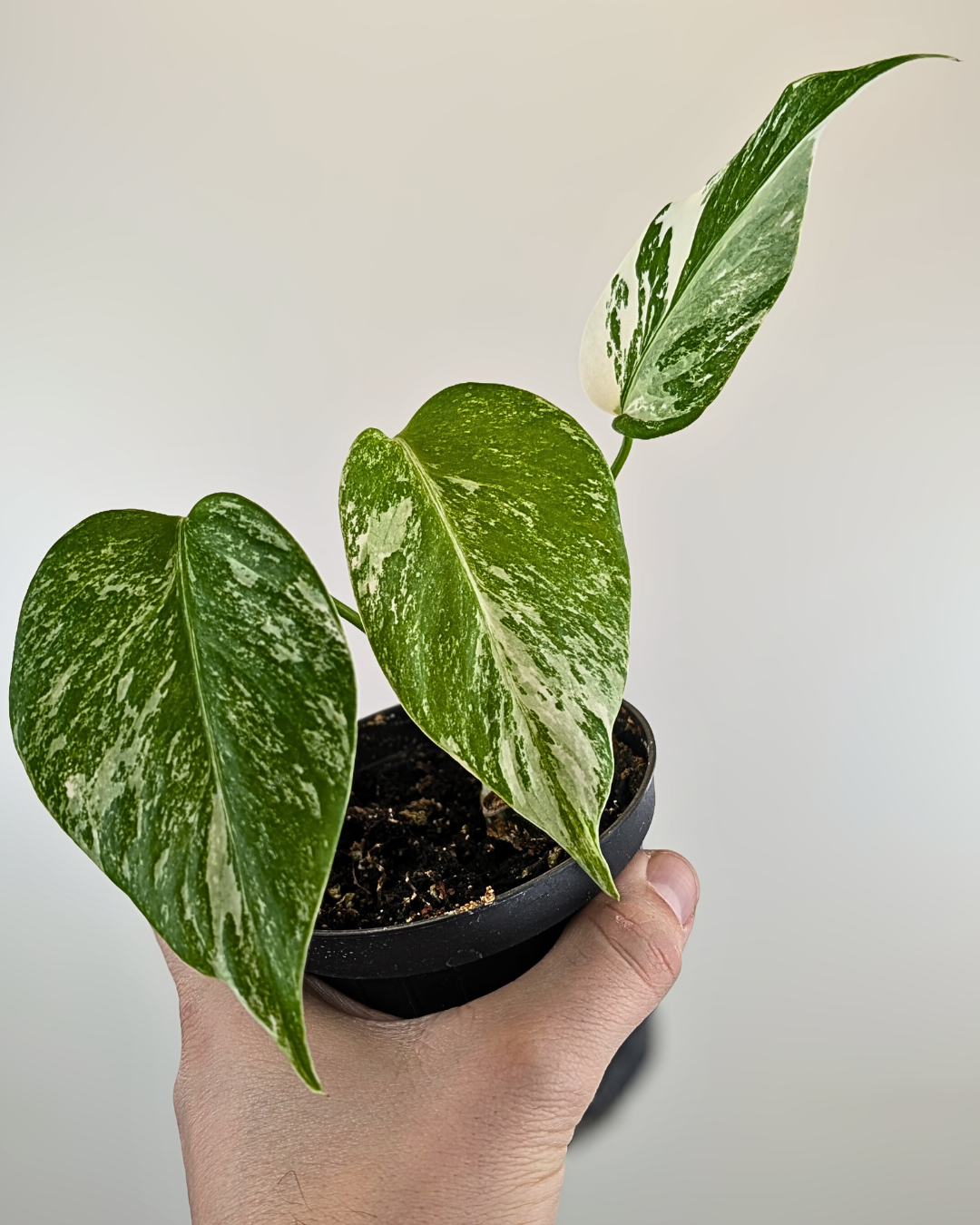 Monstera Borsigiana Albo