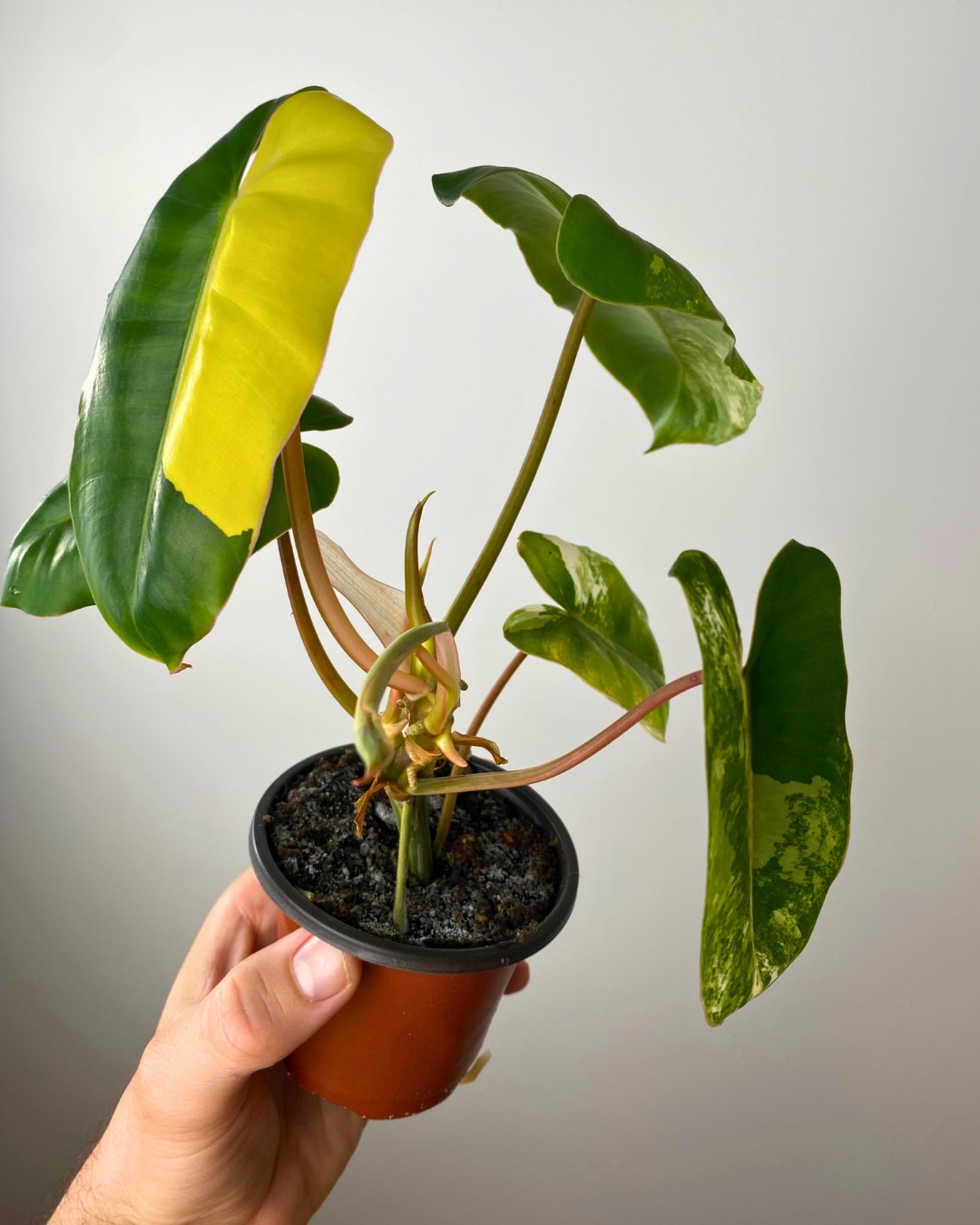 Philodendron Burle Marx Variegata