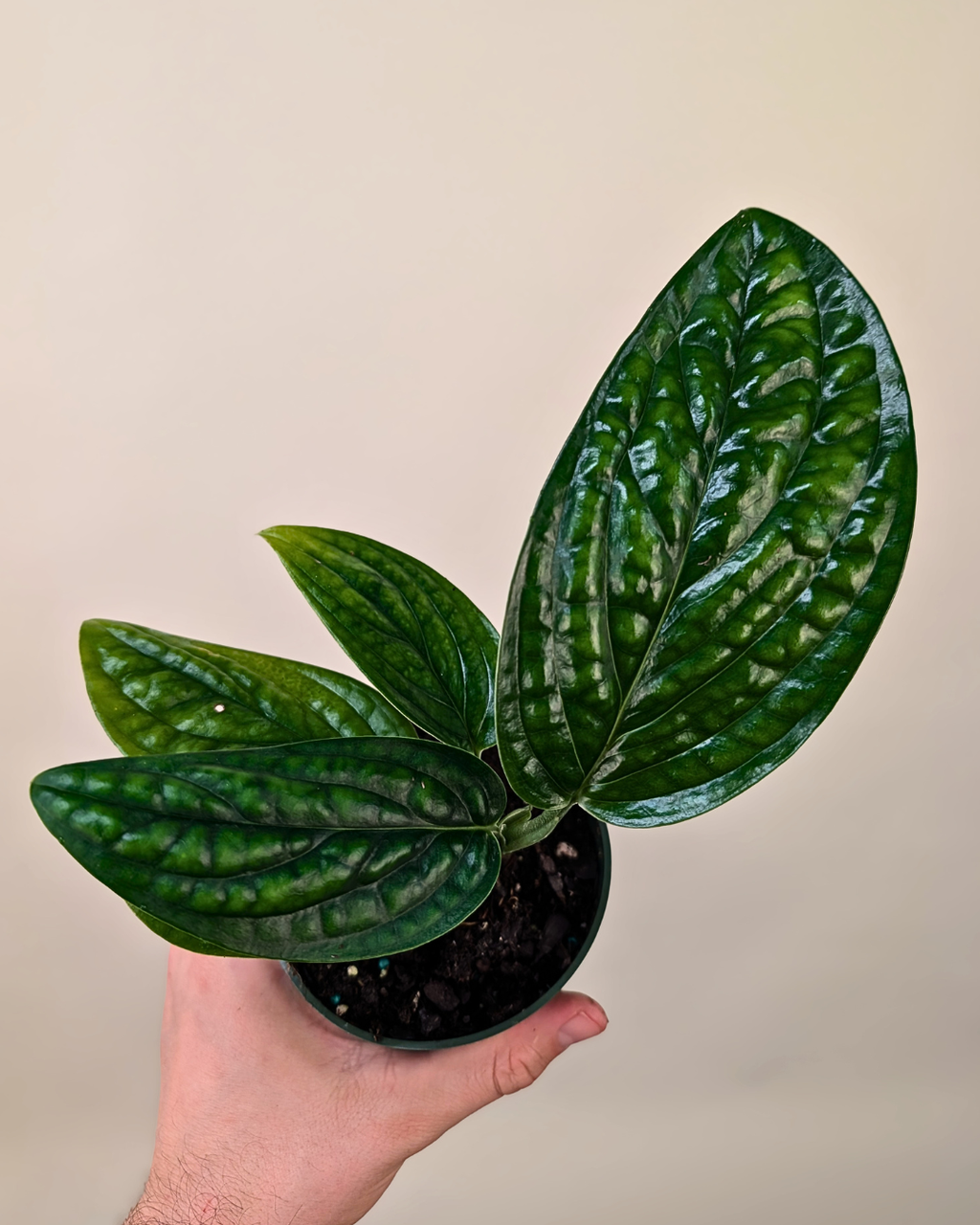 Monstera Pinnatipartita