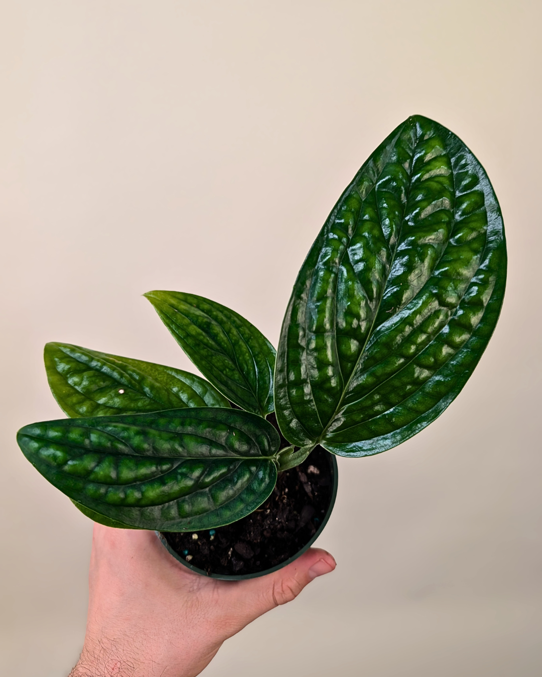 Monstera Pinnatipartita