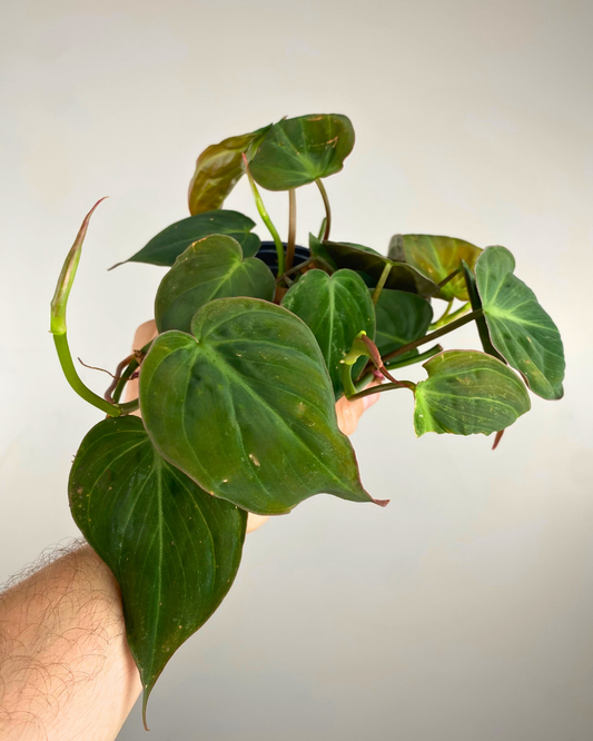 Philodendron micans