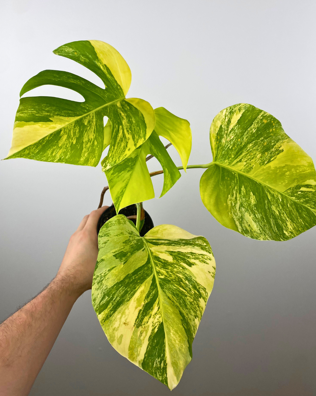 Monstera Aurea Marmorata