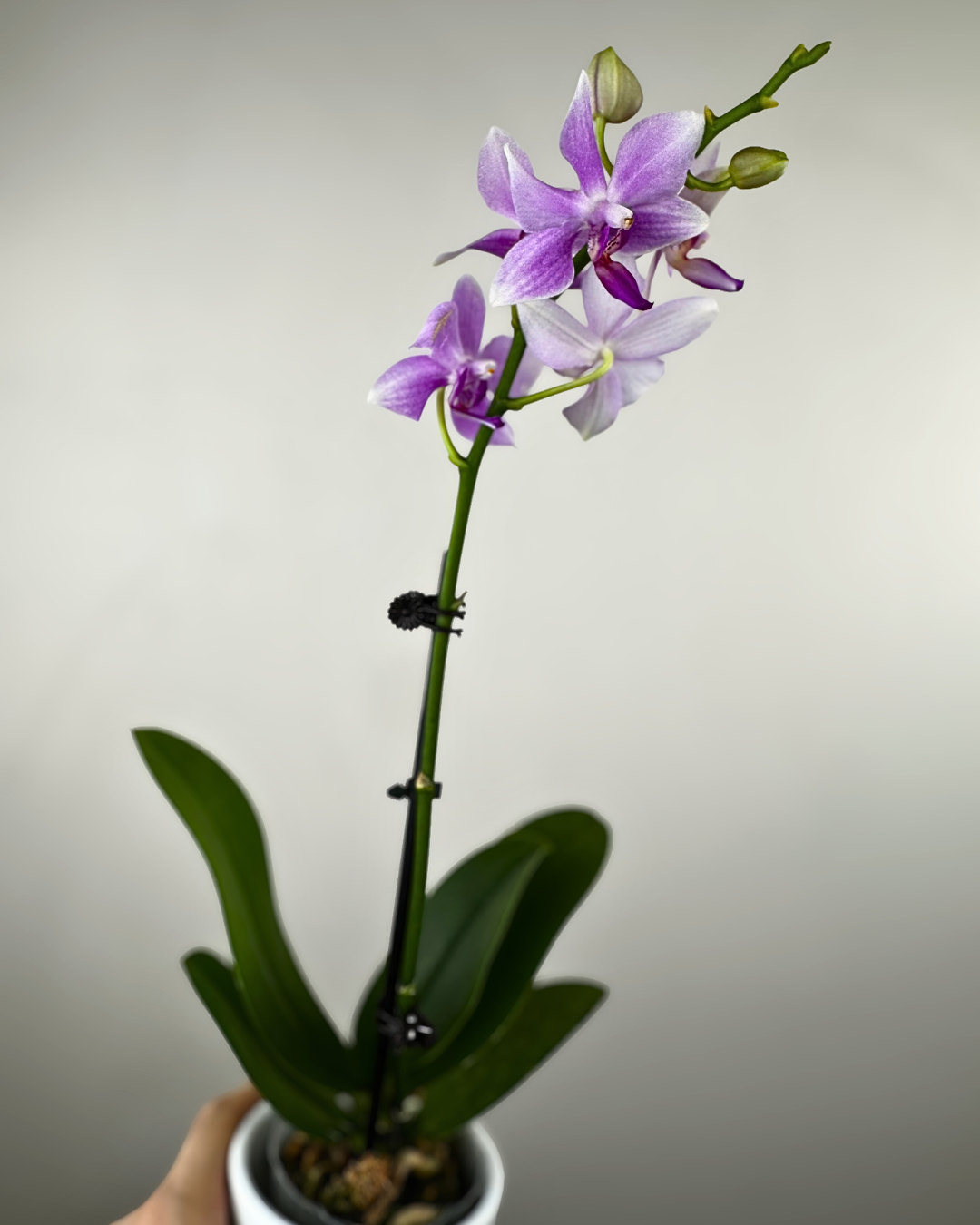 Orchidée Phalaenopsis (Pot Céramique 3.5 pouces)