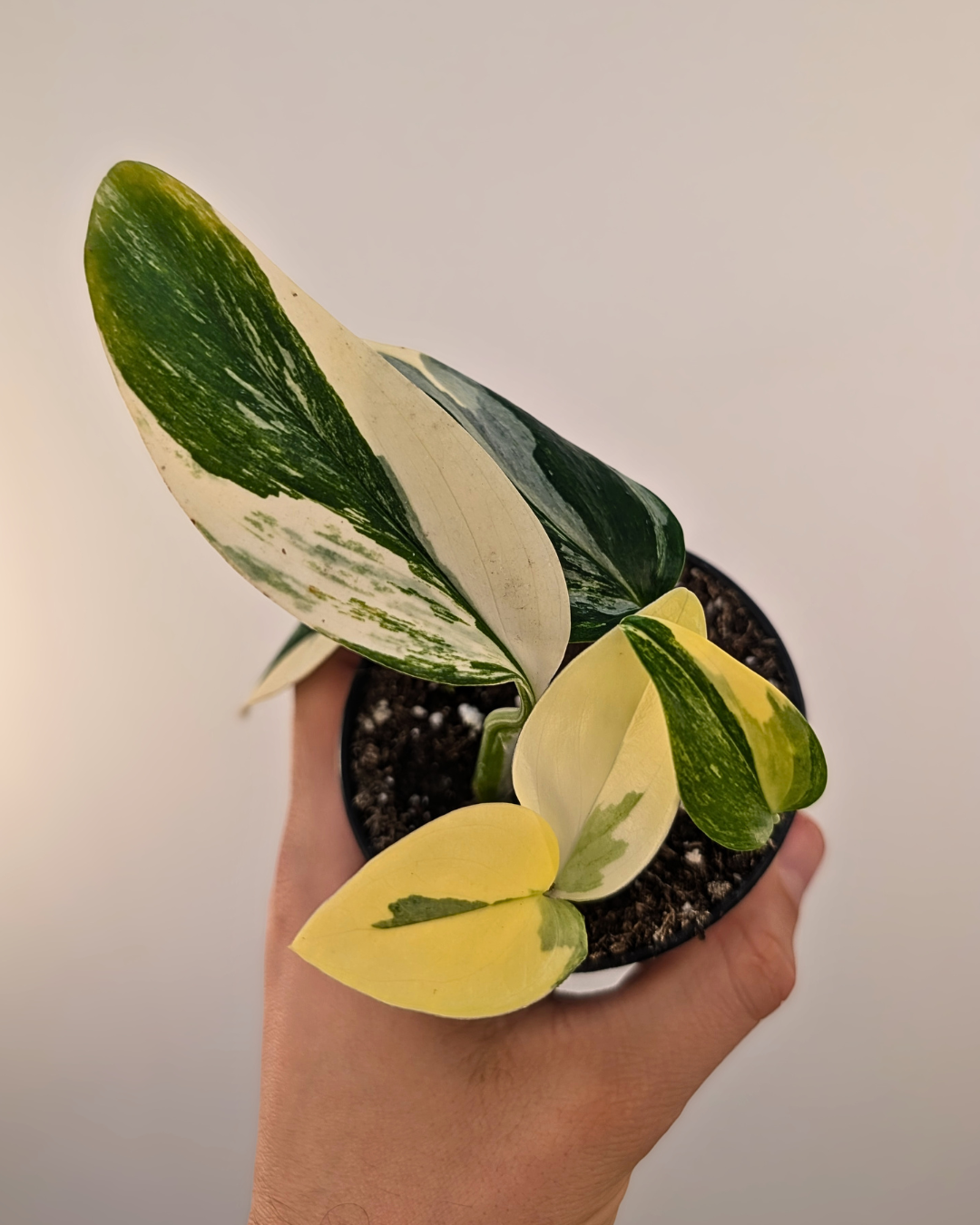 Monstera Standelyana Aurea