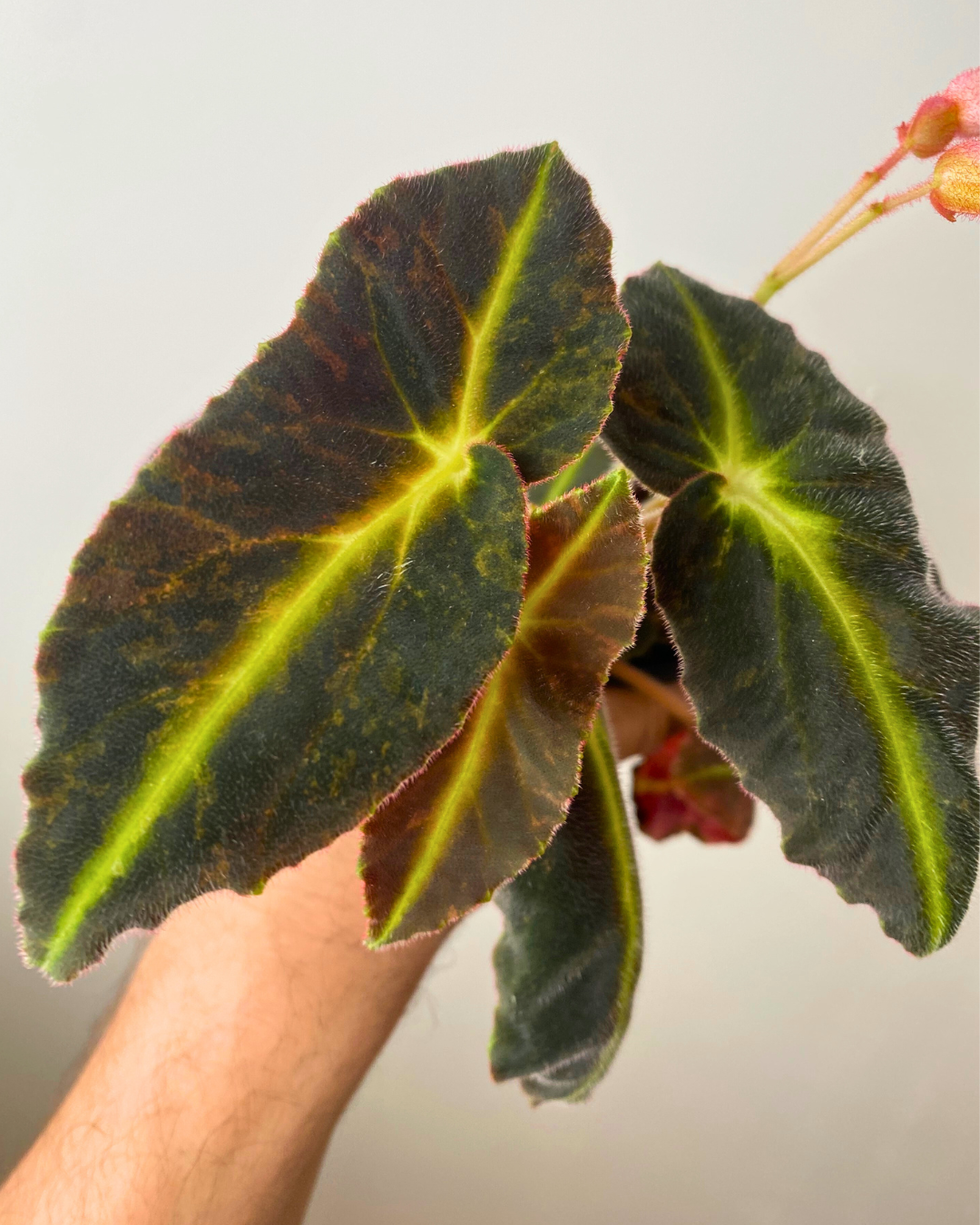 Begonia Listada Variegata