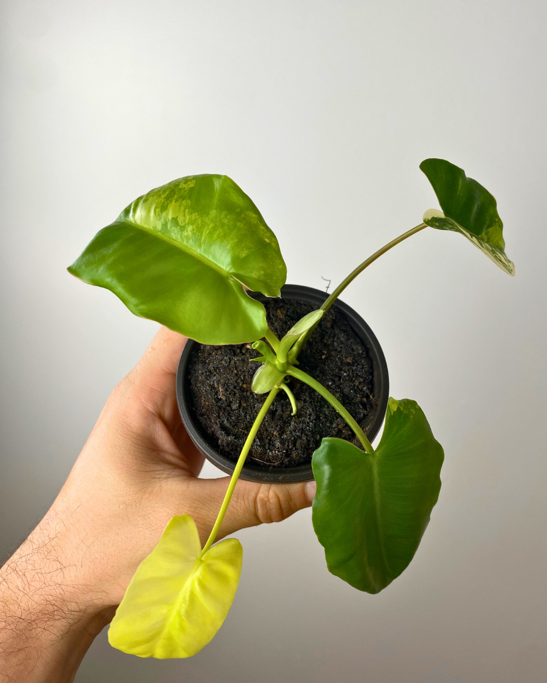 Philodendron Burle Marx Variegata