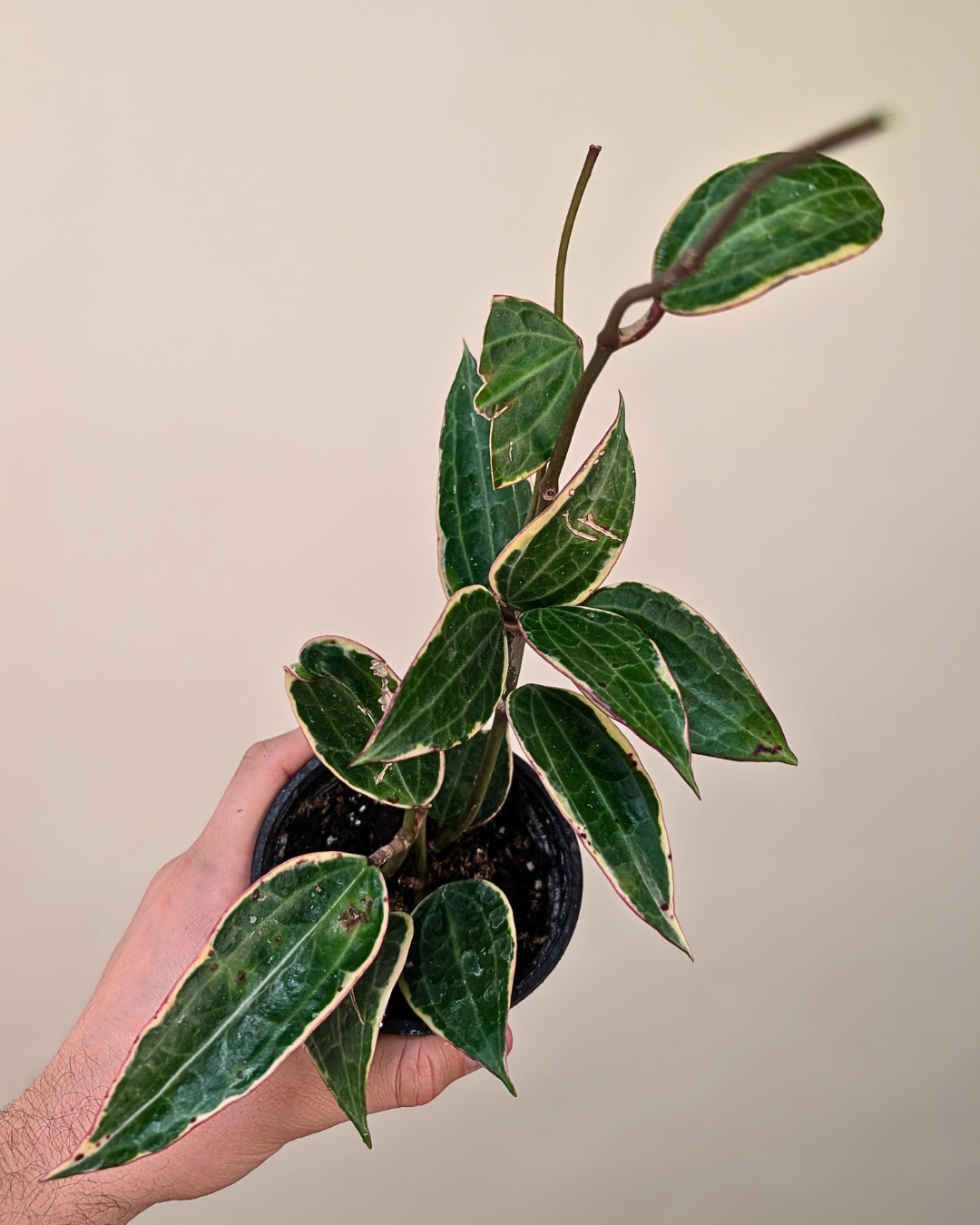 Hoya Macrophylla 'White Margins'