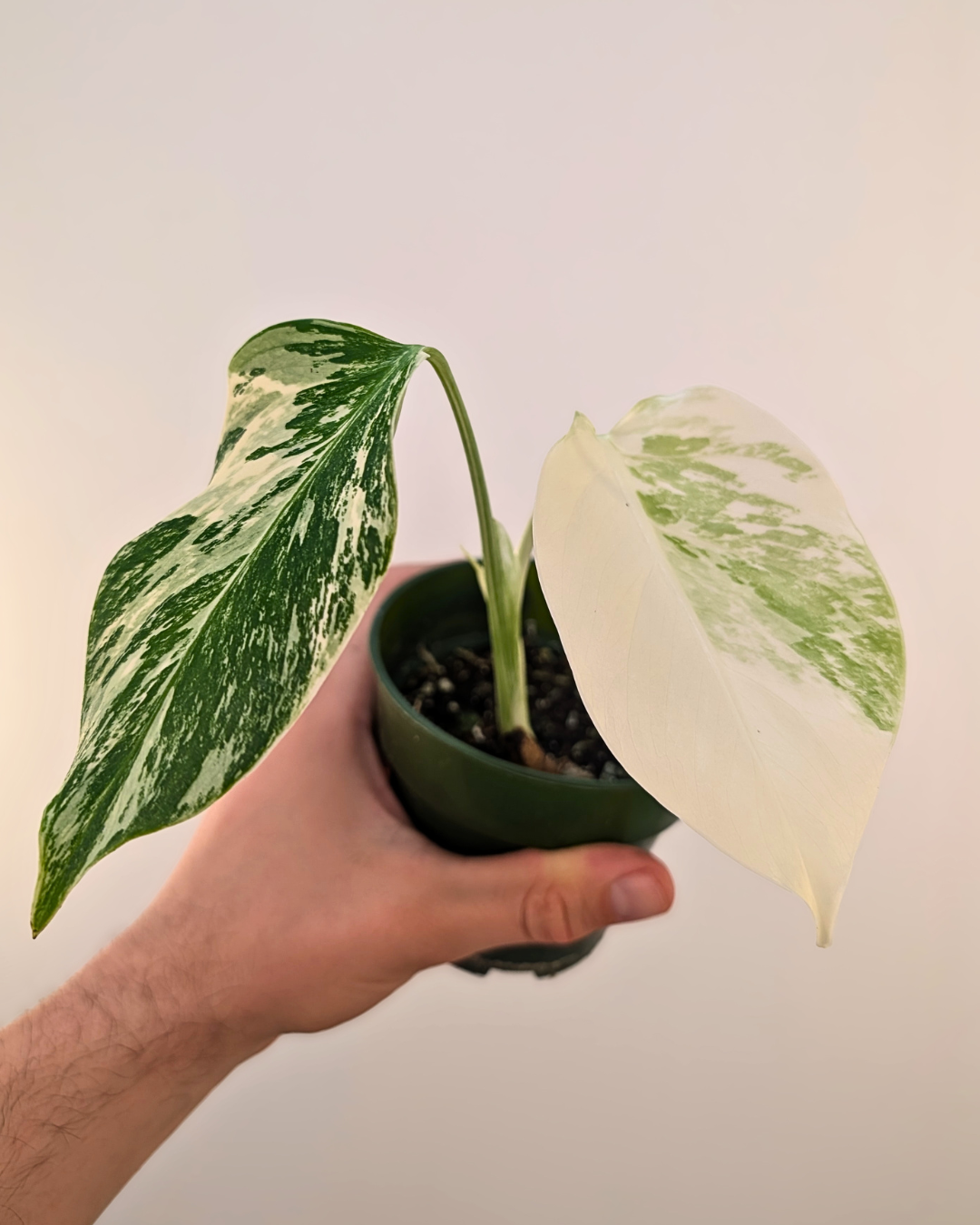 Monstera Borsigiana Albo