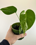 Monstera Borsigiana Albo