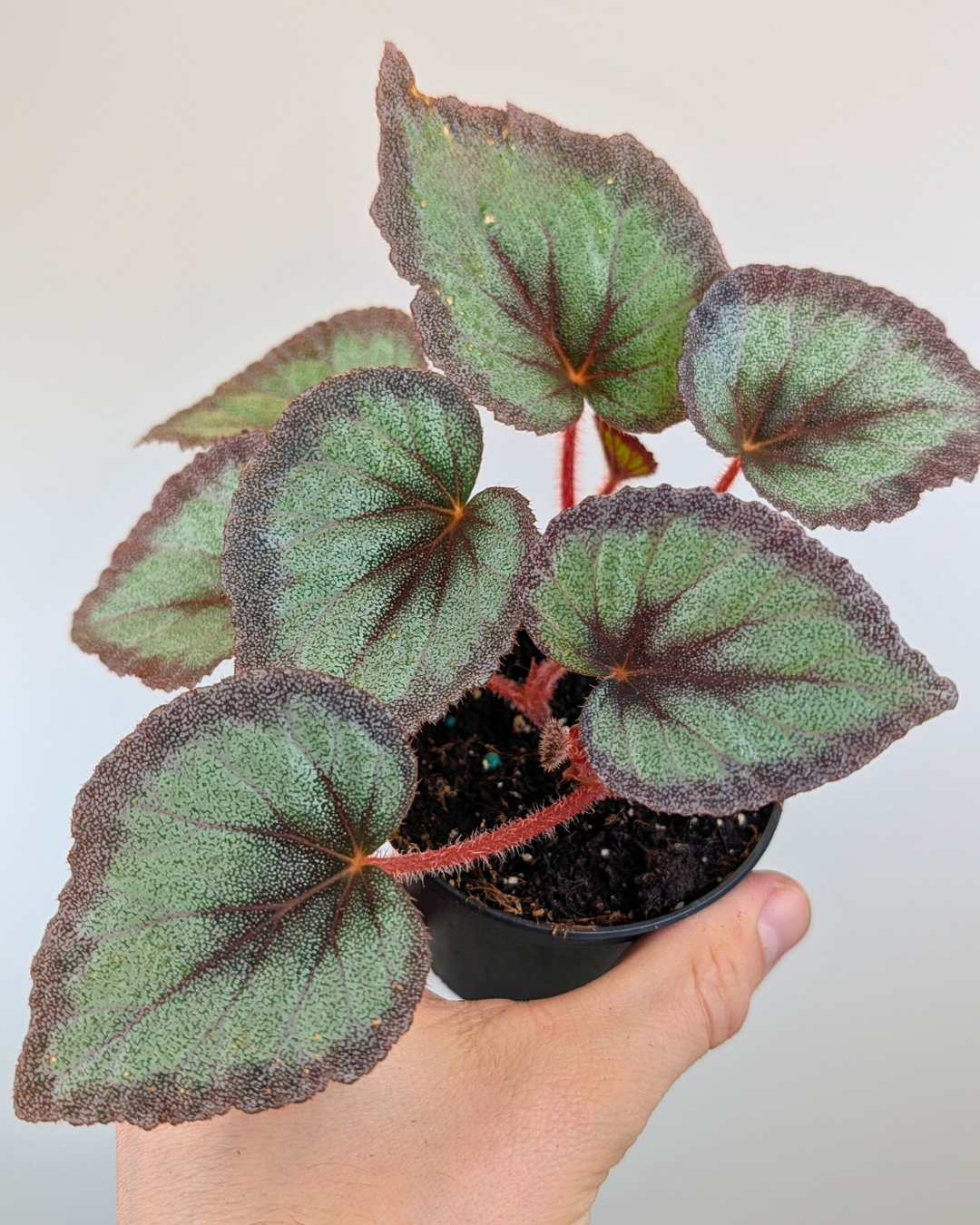 Begonia 'Flamingo Soul'