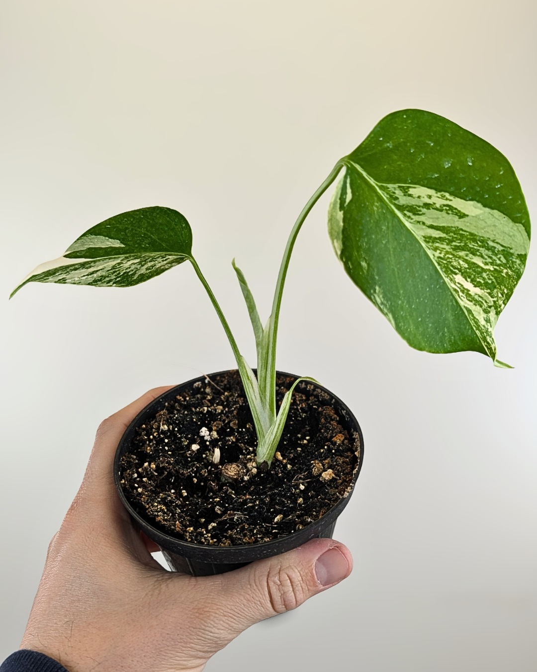 Monstera Borsigiana Albo