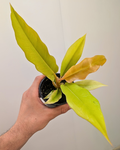 Philodendron 'Golden Ring of Fire'