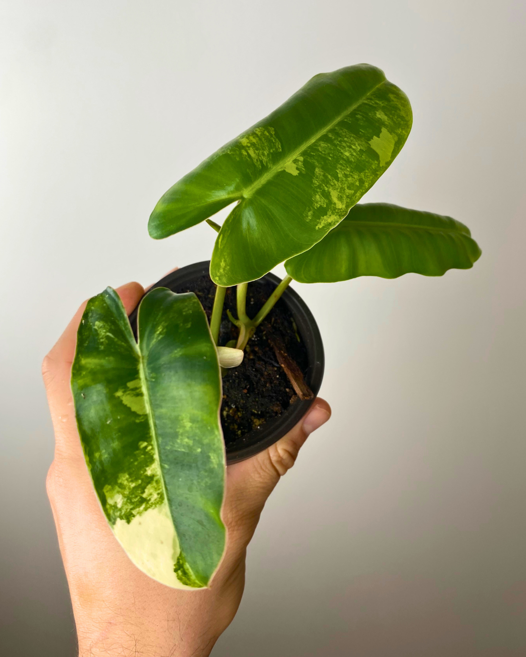 Philodendron Burle Marx Variegata