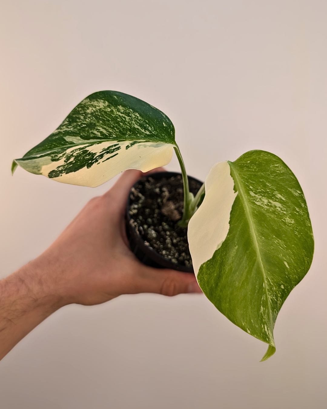 Monstera Borsigiana Albo