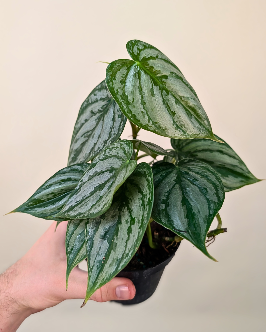 Philodendron Brandtianum