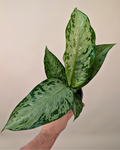 Dieffenbachia Tiki