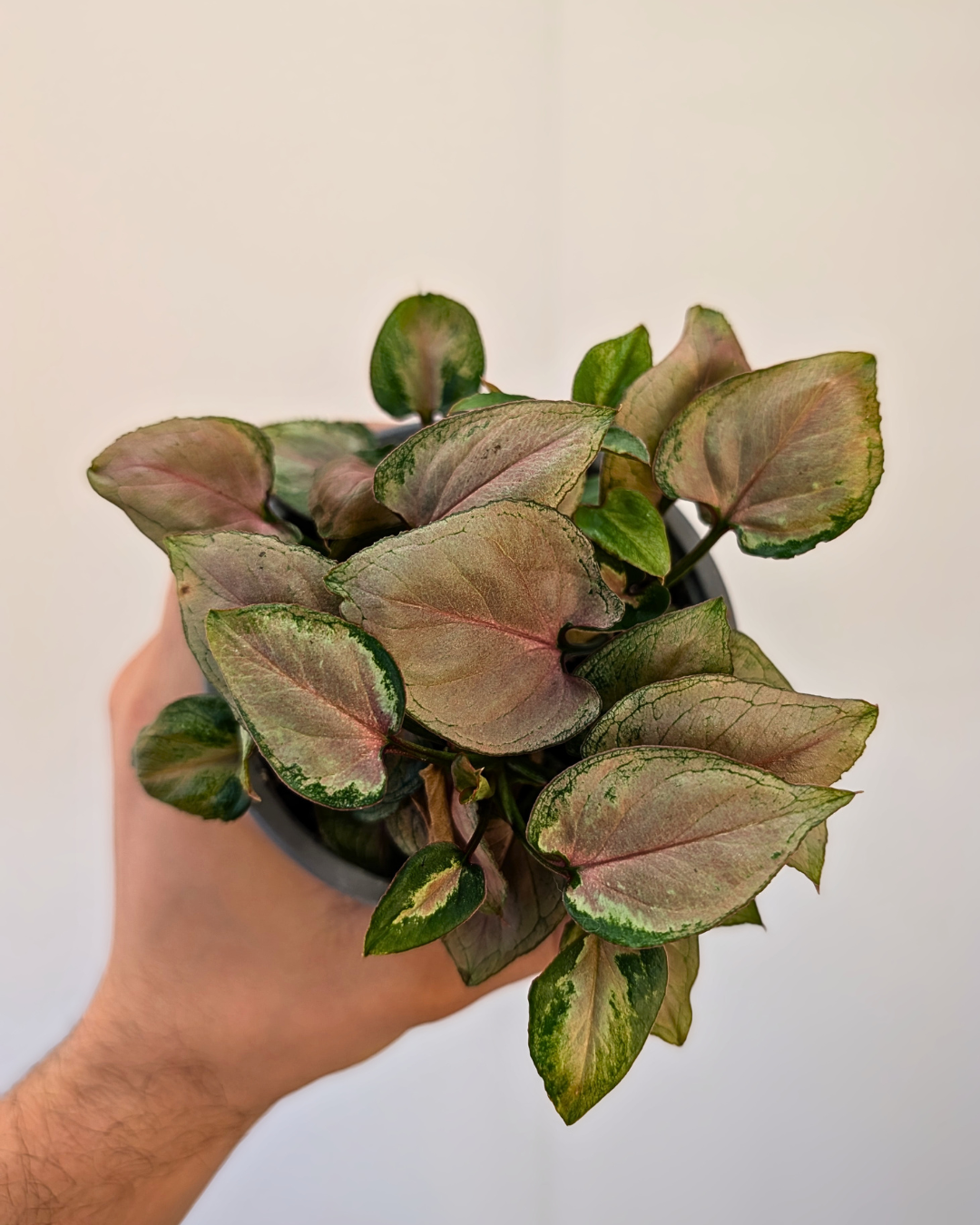 Syngonium podophyllum 'Pink Perfection'