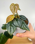 Philodendron Brandtianum