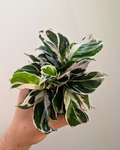 Calathea 'White Fusion'