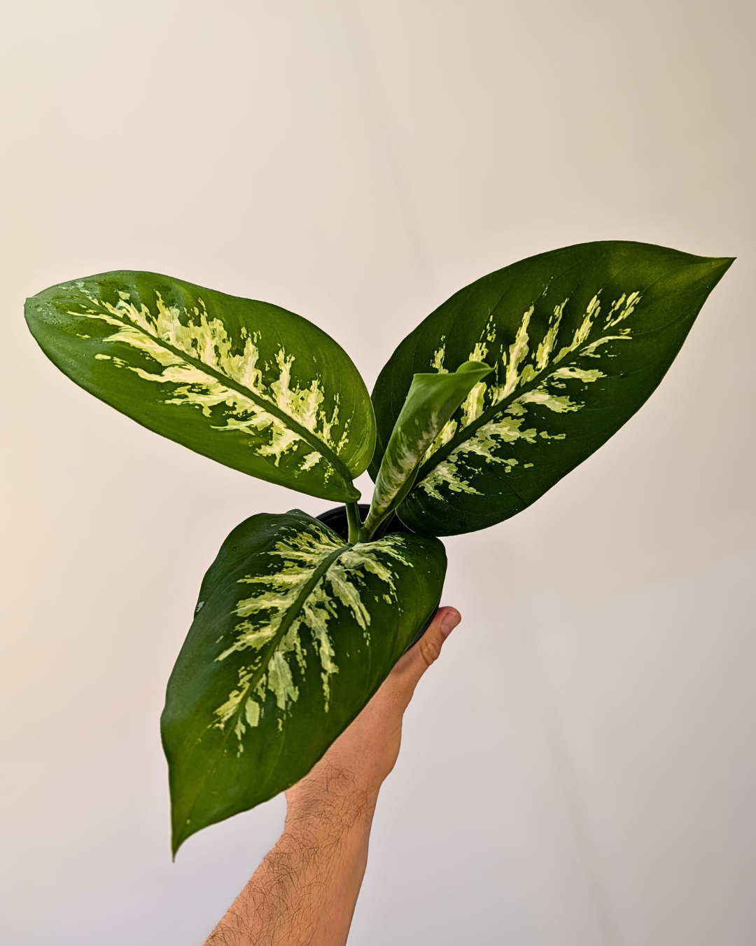 Dieffenbachia 'Tropic Snow'