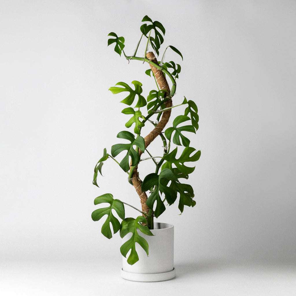 Folding coconut fiber pole (stackable)