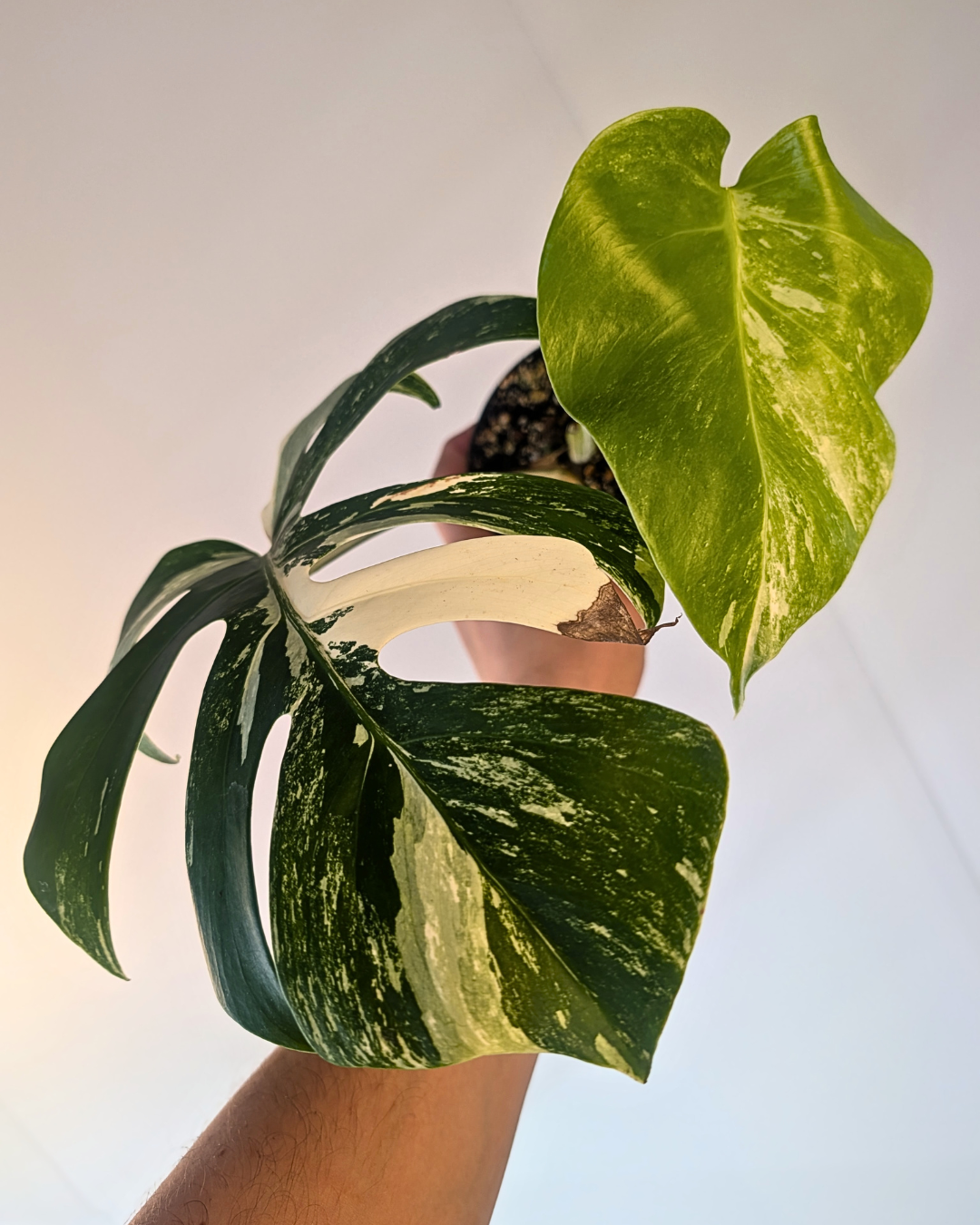Monstera Borsigiana Albo