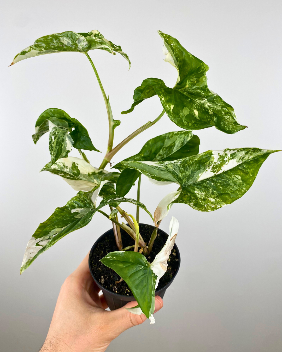 Syngonium Albo