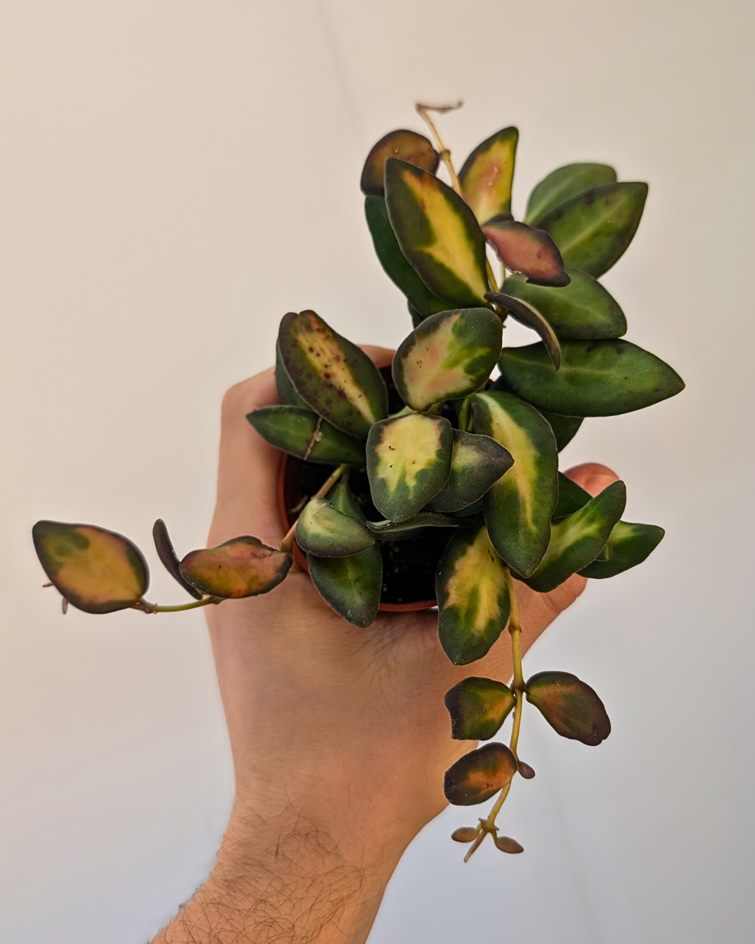 Hoya Neon DS-70