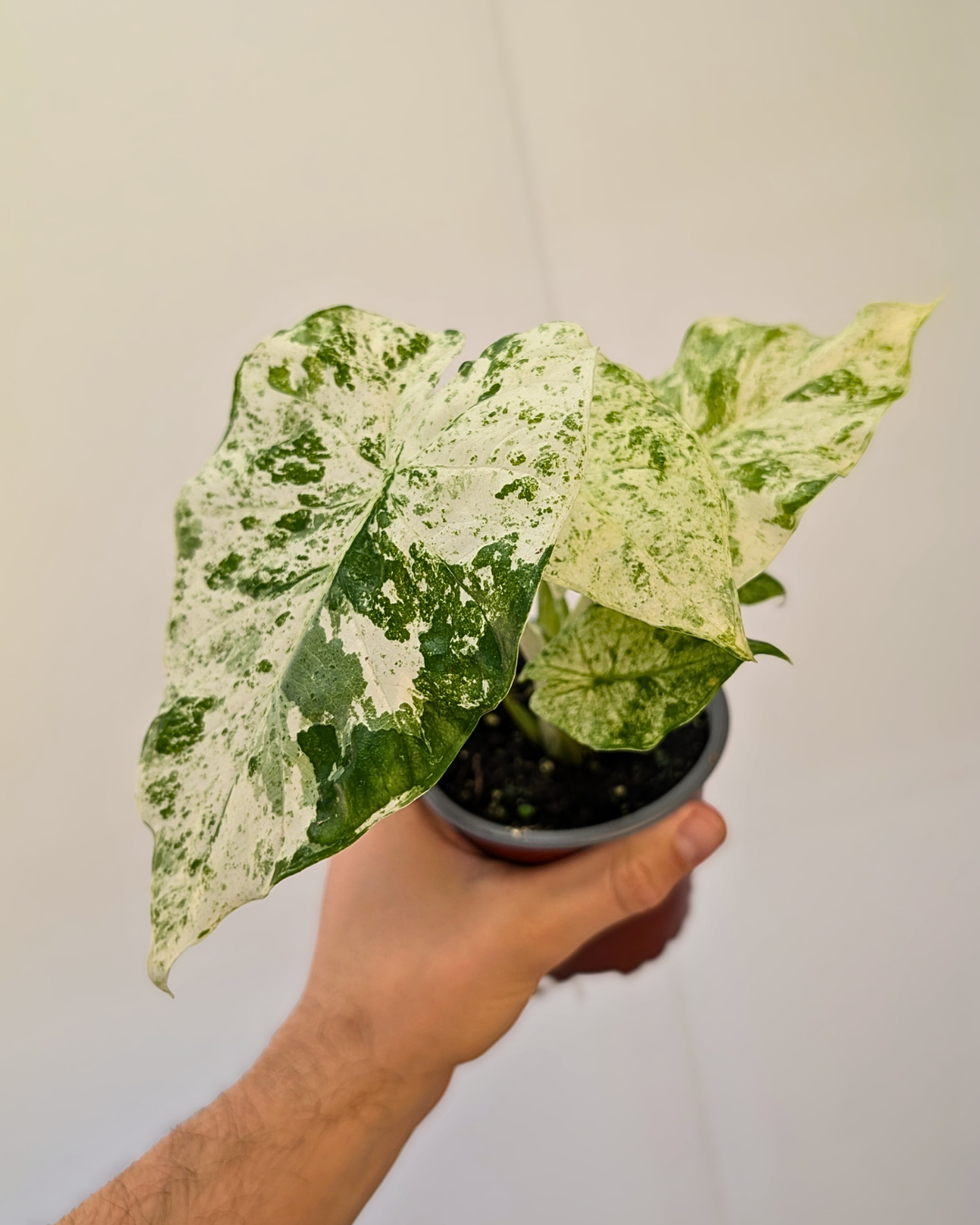Alocasia Camouflage