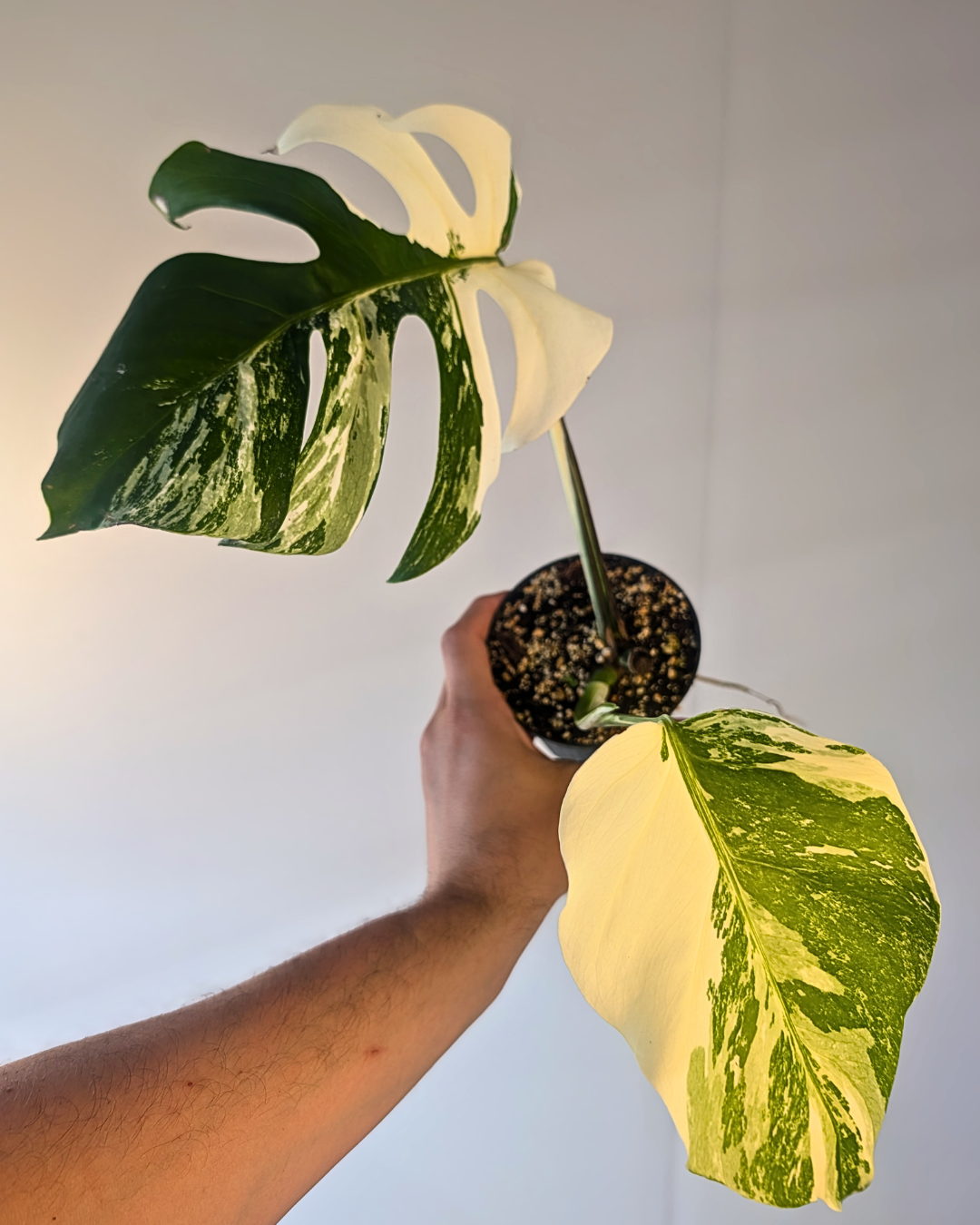 Monstera Borsigiana Albo