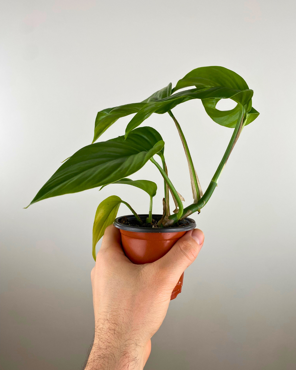 Rhaphidophora Pertusa