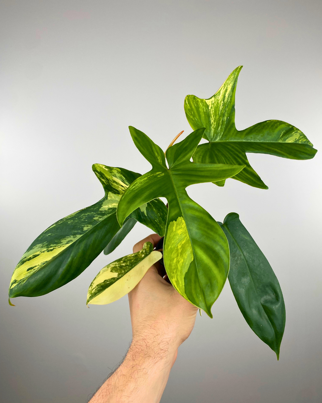 3” Philodendron Florida Beauty