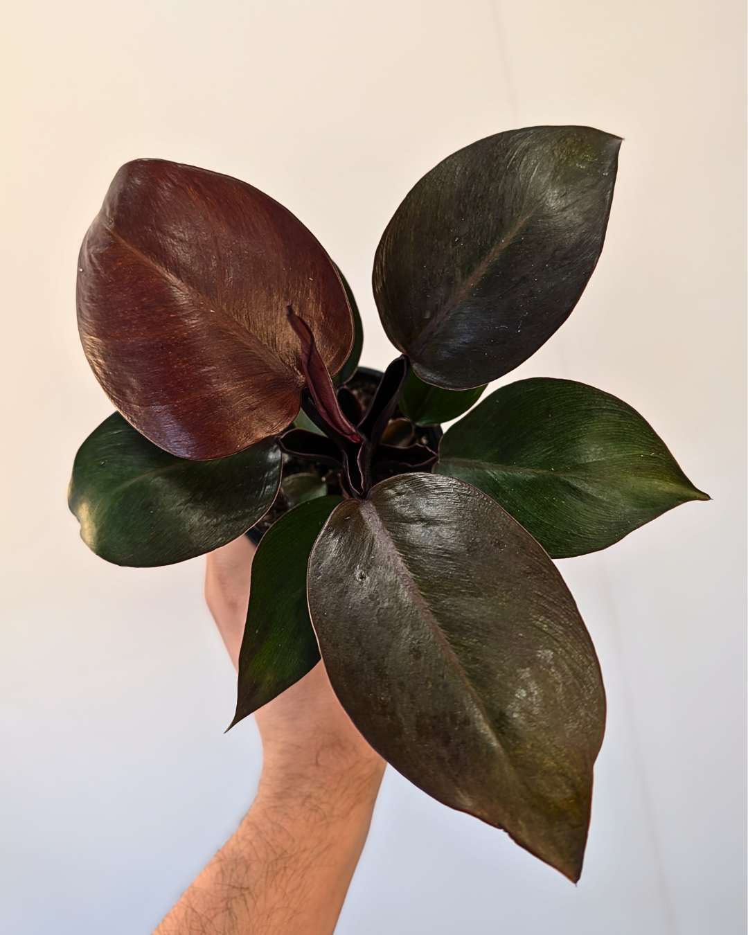 Philodendron 'McColley's Finale'