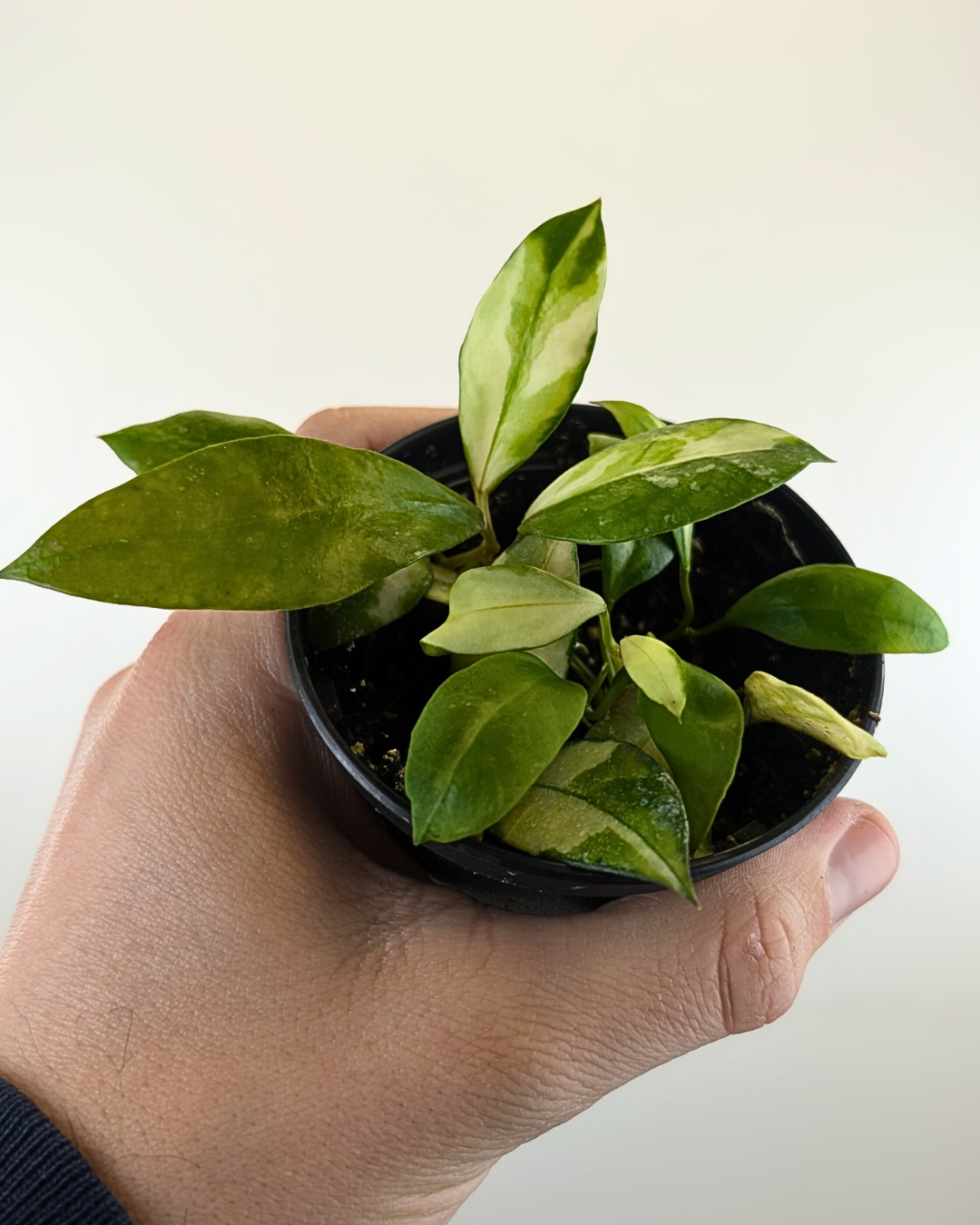 Hoya acuta Inner Variegata