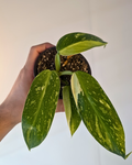 Philodendron Jose Buono