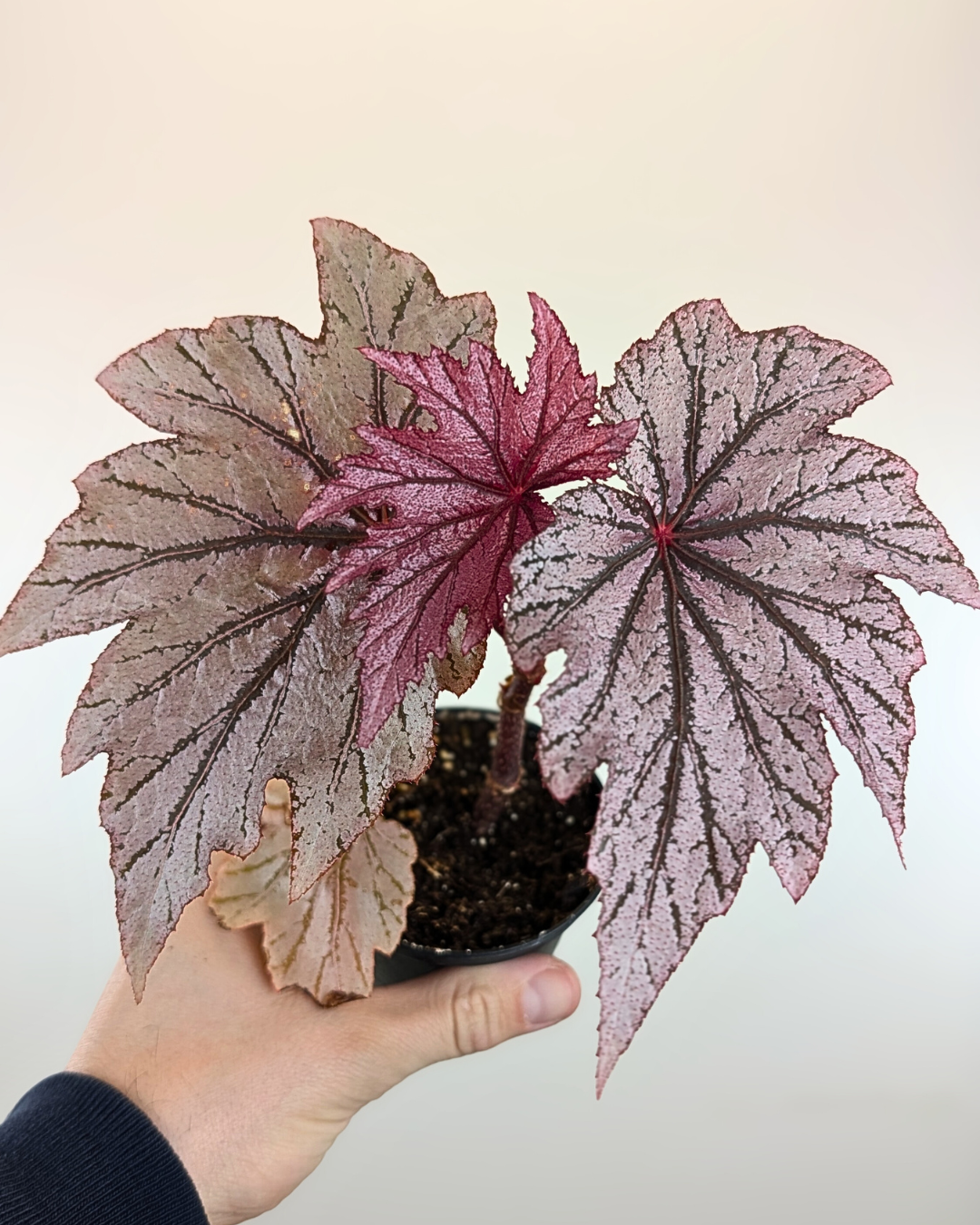 Begonia 'Shawn Worley'