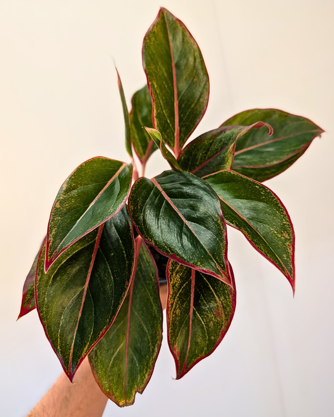 Aglaonema 'Siam Aurora' (Siam Rouge)