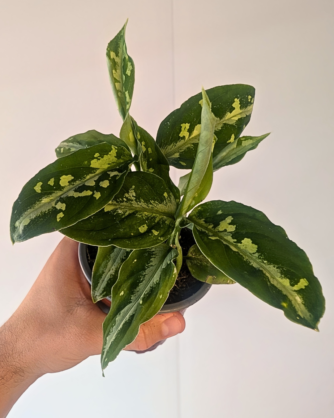 Aglaonema pictum bicolor